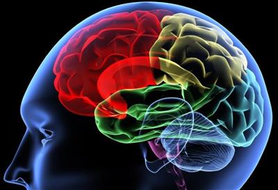 brain brain